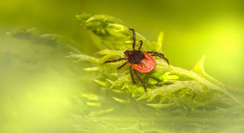 Клещи просыпаются! Пора сделать прививку от энцефалита